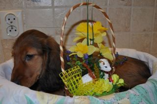 Jamnik d�ugow�osy